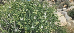 Mirabilis laevis retrorsa