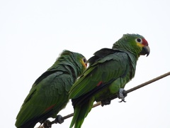 Amazona autumnalis autumnalis