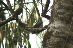 Colaptes rubiginosus