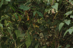 Chlorospingus flavopectus