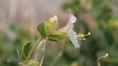 Mirabilis laevis retrorsa