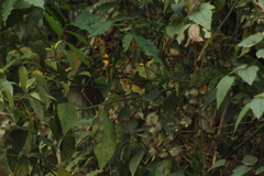 Chlorospingus flavopectus