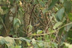 Pipraeidea melanonota