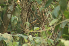 Pipraeidea melanonota