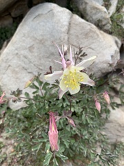 Aquilegia pubescens