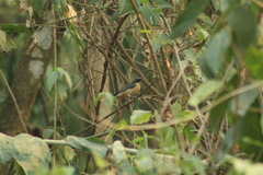 Pipraeidea melanonota