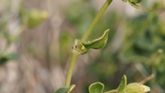 Mirabilis laevis retrorsa