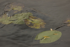 Nuphar lutea