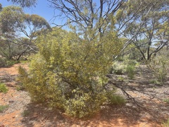 Acacia oswaldii