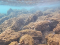 Labroides phthirophagus