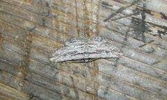 Iridopsis obliquaria