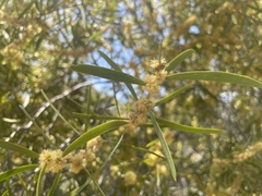 Acacia oswaldii