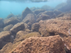 Labroides phthirophagus