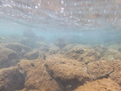 Labroides phthirophagus