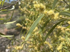 Acacia oswaldii