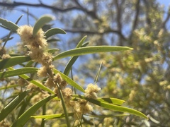 Acacia oswaldii