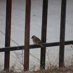 Passer domesticus