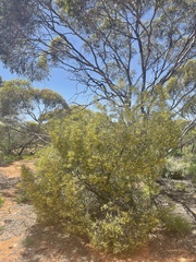 Acacia oswaldii