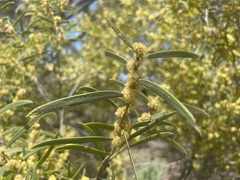 Acacia oswaldii