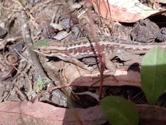 Liolaemus chiliensis