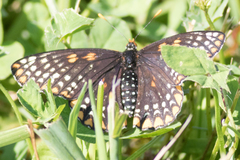 Euphydryas phaeton