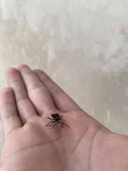 Spartocera