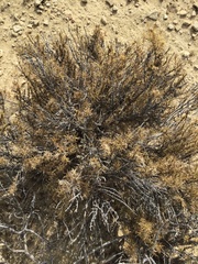 Coleogyne ramosissima