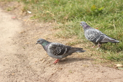 Columba livia domestica