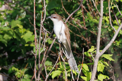 Coccyzus erythropthalmus