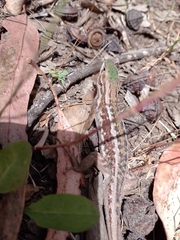 Liolaemus chiliensis