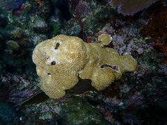 Palythoa caribaeorum
