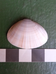 Mactra pusilla