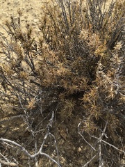 Coleogyne ramosissima