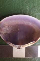 Mactra pusilla