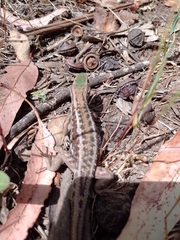 Liolaemus chiliensis