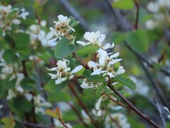 Amelanchier utahensis