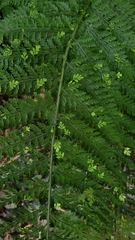 Asplenium bulbiferum
