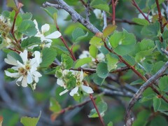 Amelanchier utahensis
