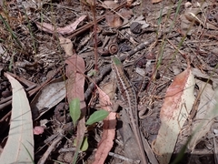 Liolaemus chiliensis