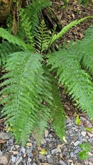 Asplenium bulbiferum