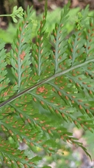 Asplenium bulbiferum