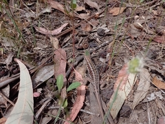 Liolaemus chiliensis