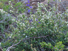 Amelanchier utahensis