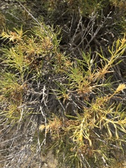 Chrysothamnus viscidiflorus