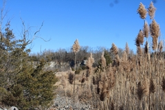 Juniperus virginiana virginiana