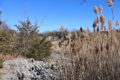 Juniperus virginiana virginiana