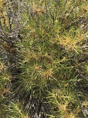 Chrysothamnus viscidiflorus