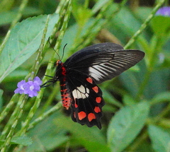 Pachliopta polydorus