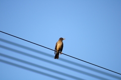 Turdus falcklandii