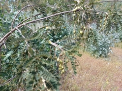 Sophora macrocarpa